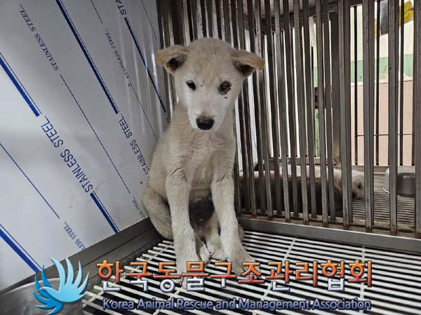 한국동물구조관리협회_441404202400541