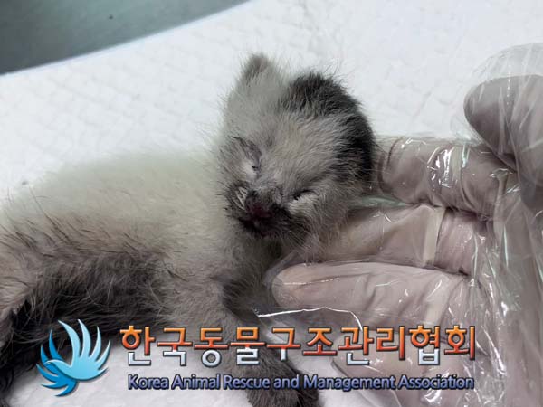 한국동물구조관리협회_411300202400432