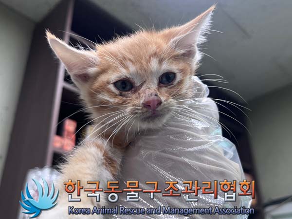 한국동물구조관리협회_411312202400879
