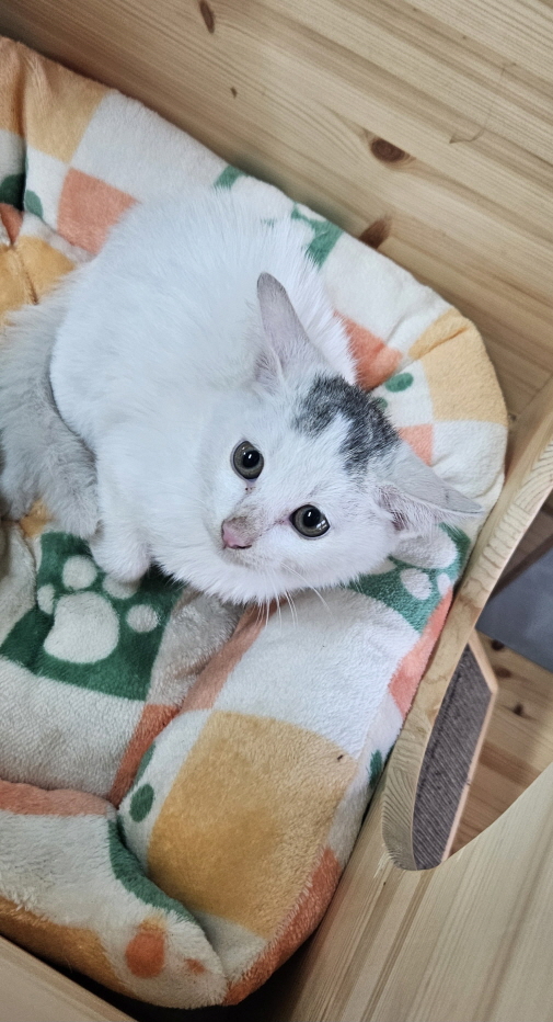 익산유기동물보호소_445468202402825