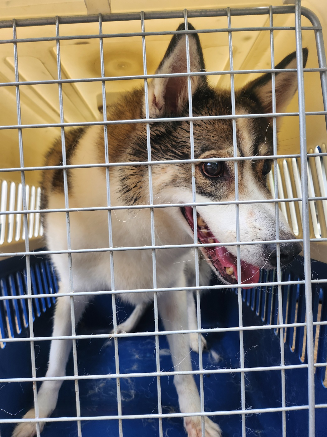 울산유기동물보호센터_431369202400595