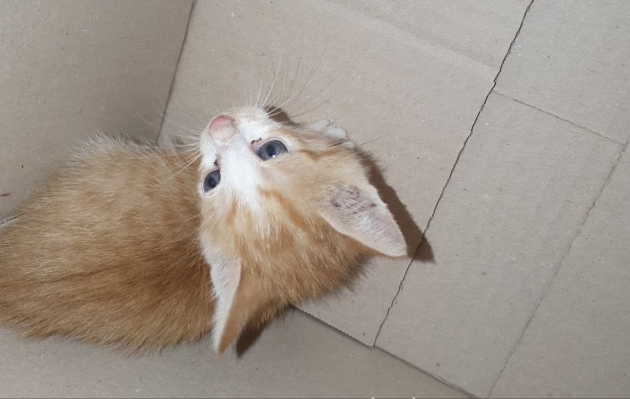 울산유기동물보호센터_431373202401503