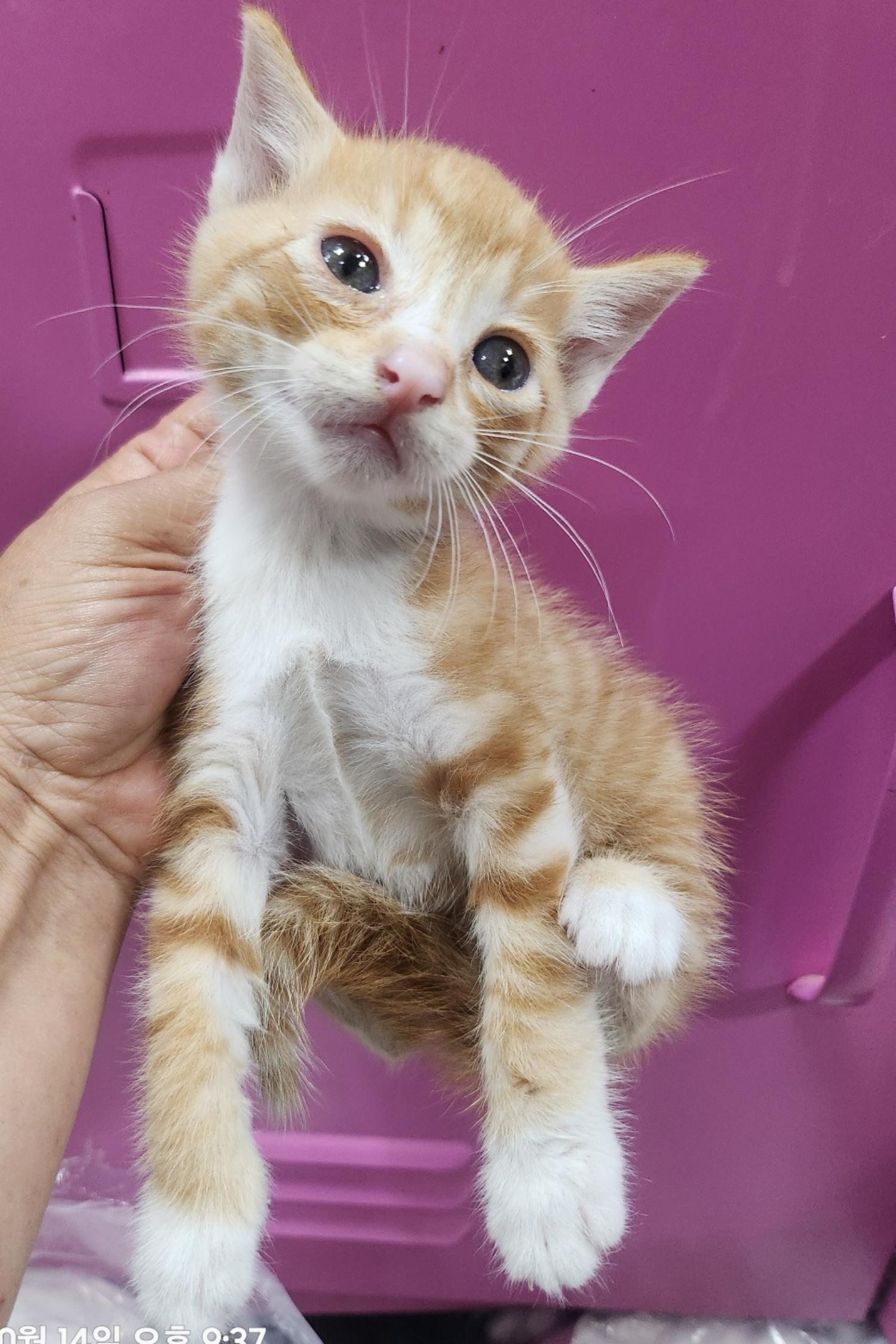 울산유기동물보호센터_431373202401505