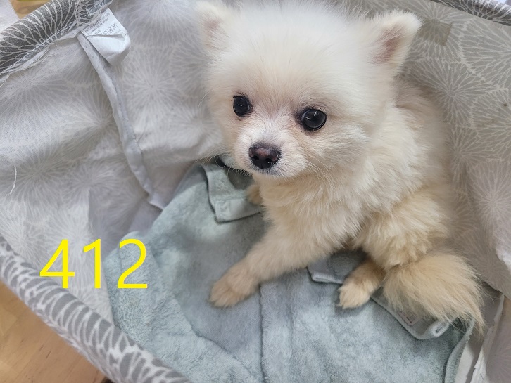 신영재동물병원_428355202400734