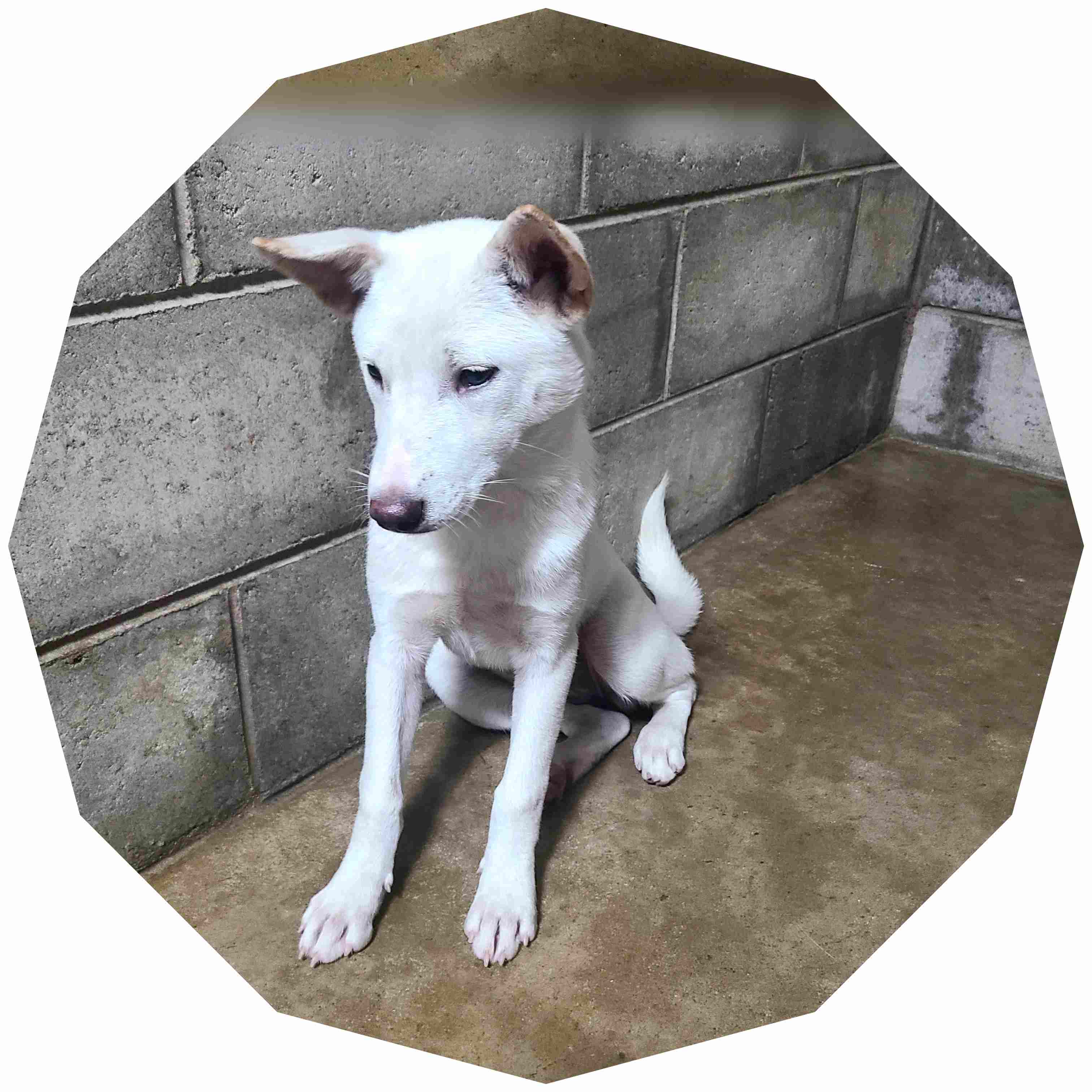 군산유기동물보호센터_445467202402031