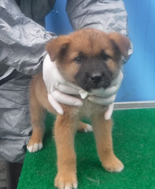 제주 동물보호센터_450650202403070