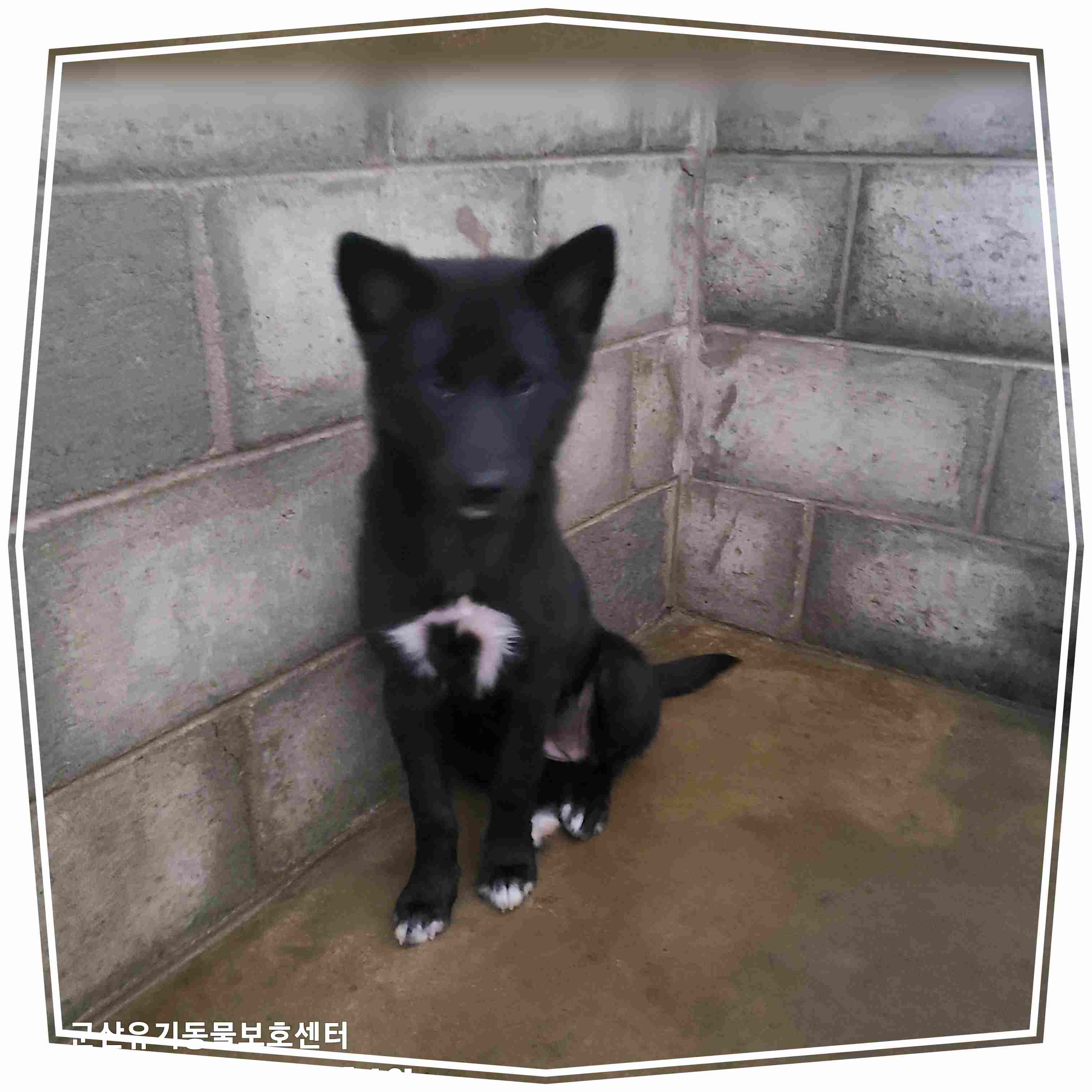 군산유기동물보호센터_445467202402030