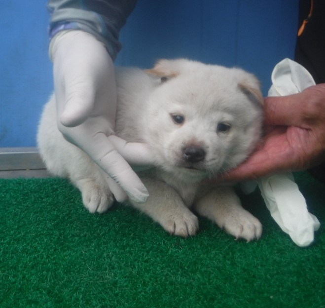제주 동물보호센터_450650202403067