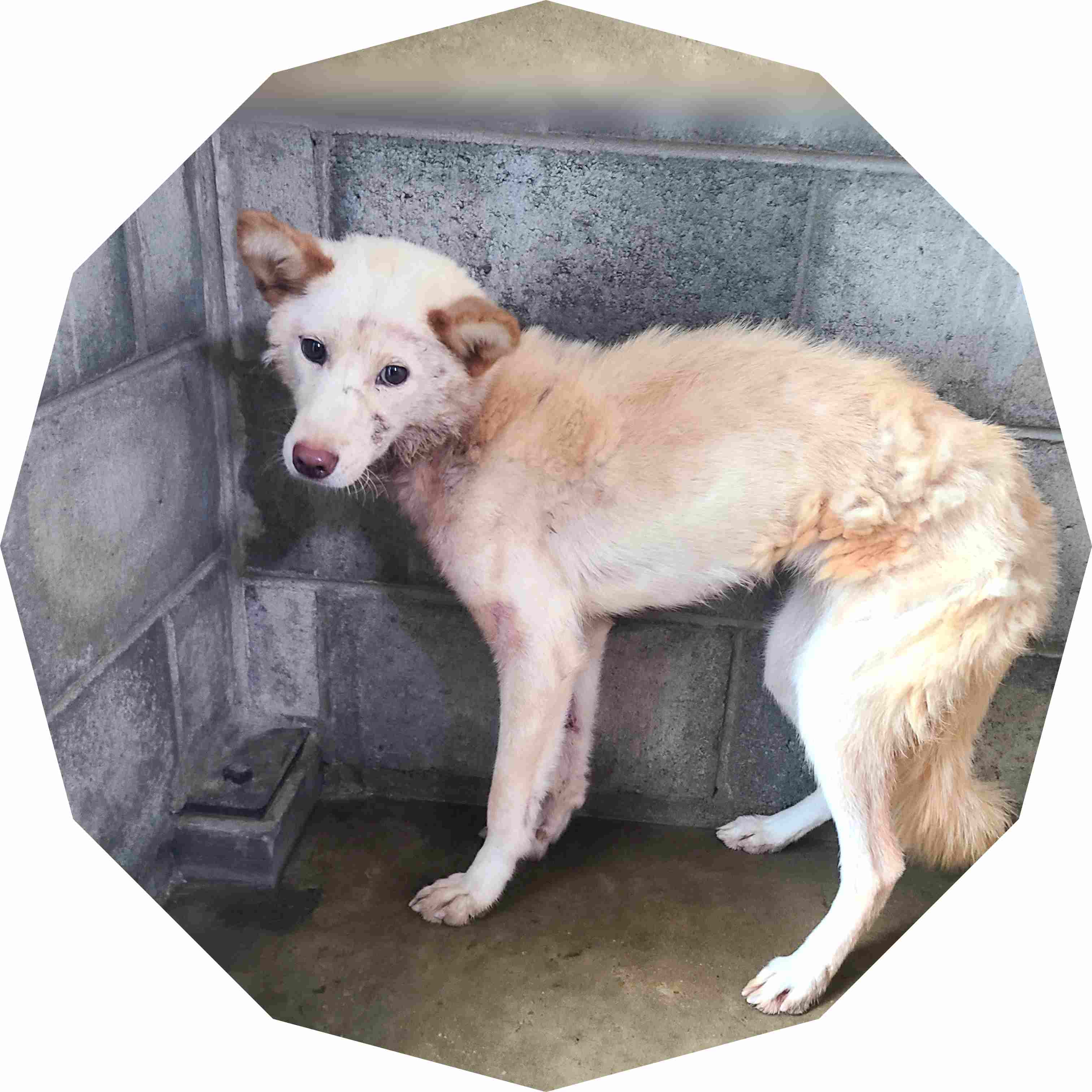 군산유기동물보호센터_445467202402033