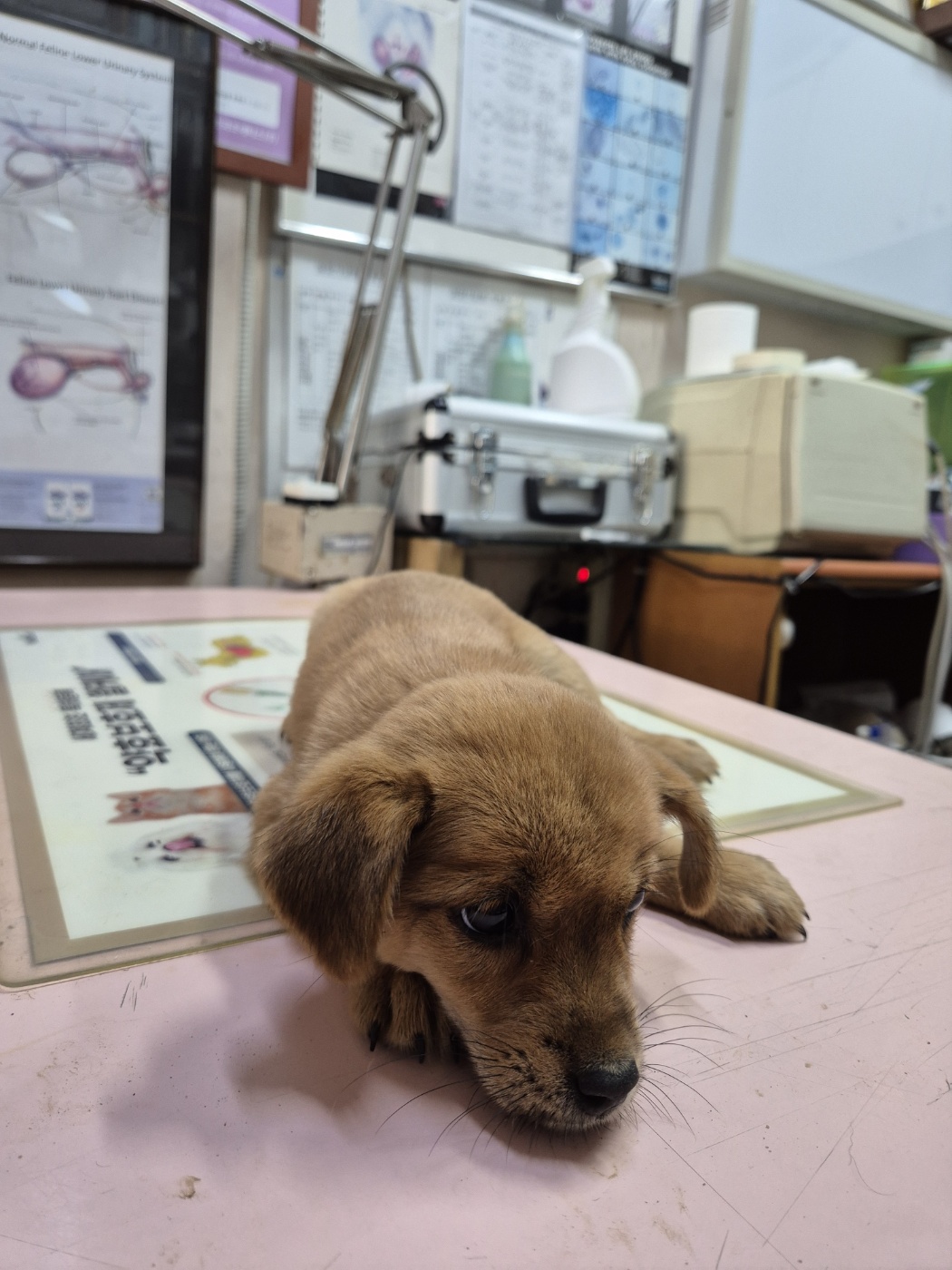 홍천군유기동물보호소_442425202400361