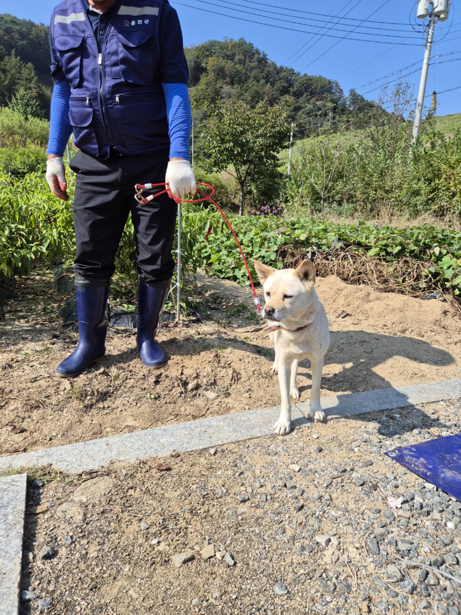 홍천군유기동물보호소_442425202400359