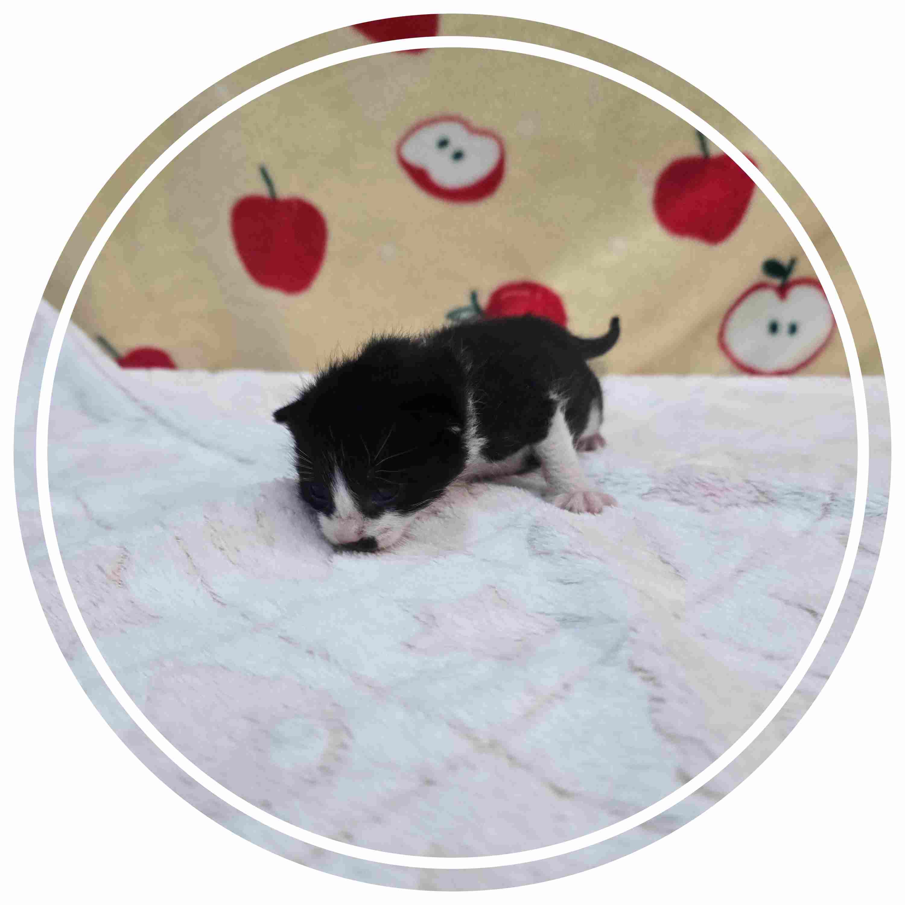 군산유기동물보호센터_445467202402036