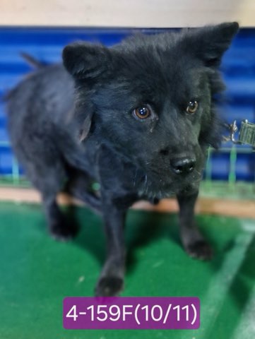 고성군유기동물보호소_448542202402299