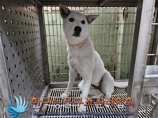 한국동물구조관리협회_441559202401080