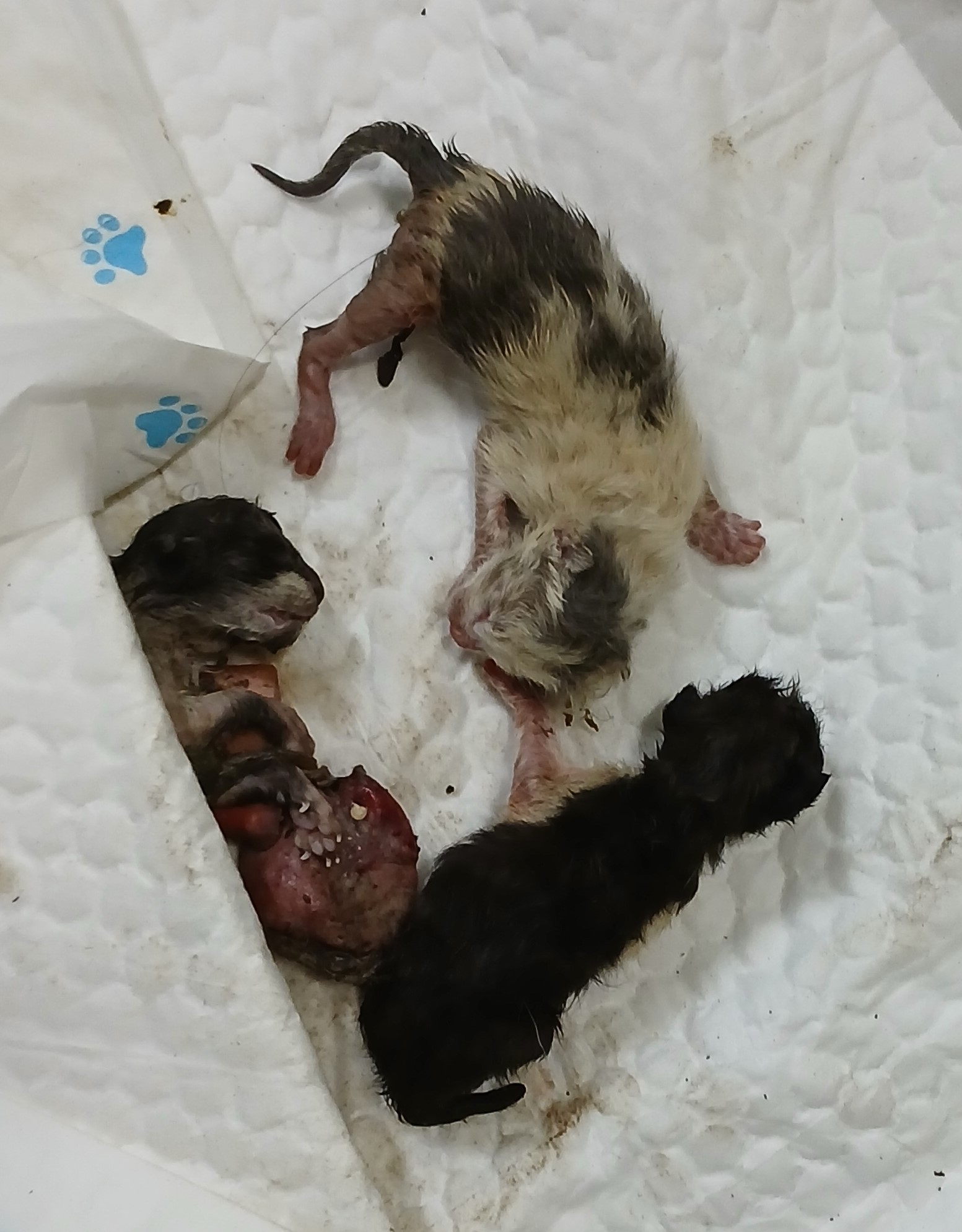 대구유기동물보호센터_427342202400891