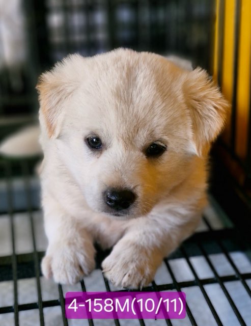 고성군유기동물보호소_448542202402298