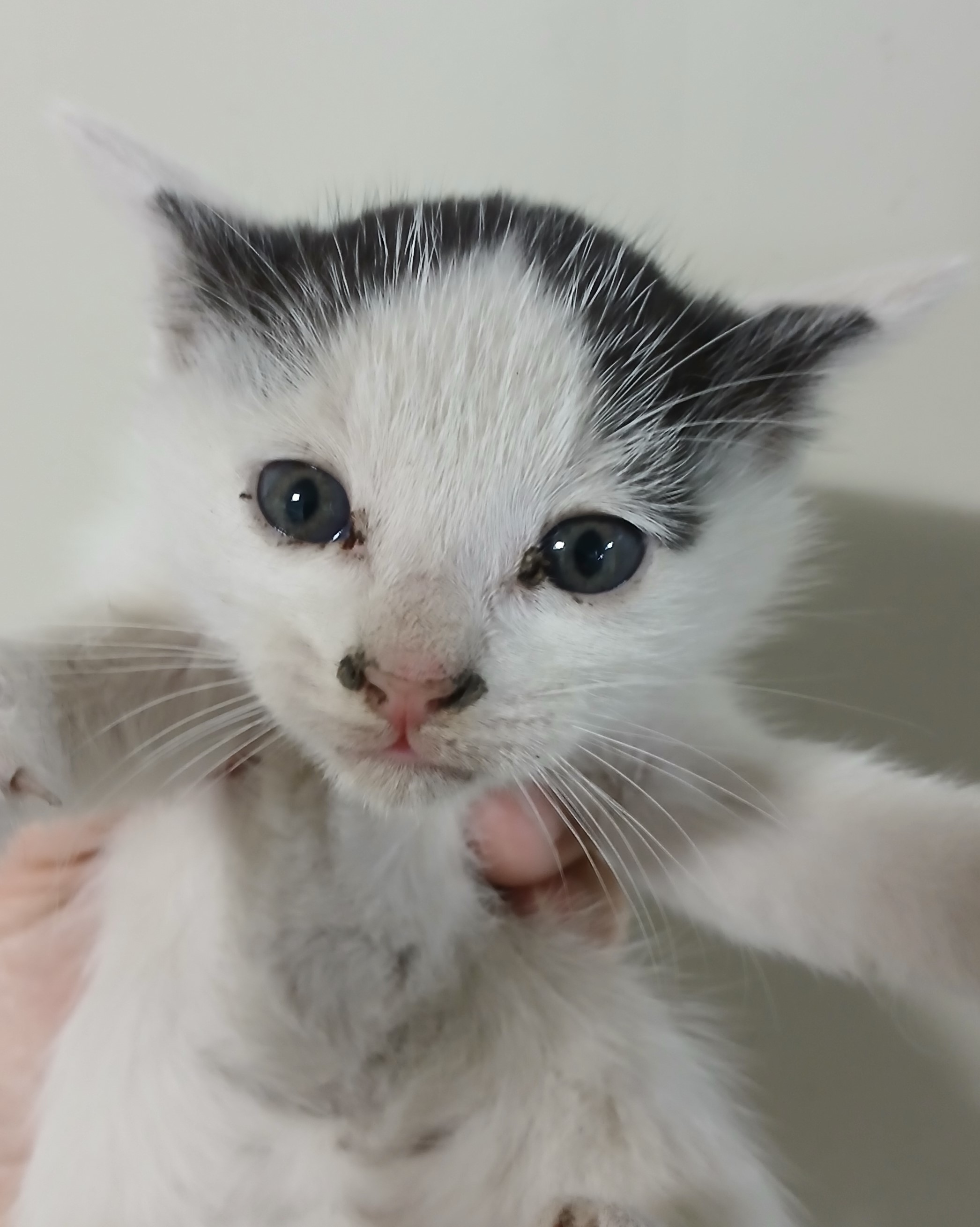 대구유기동물보호협회_427345202400614