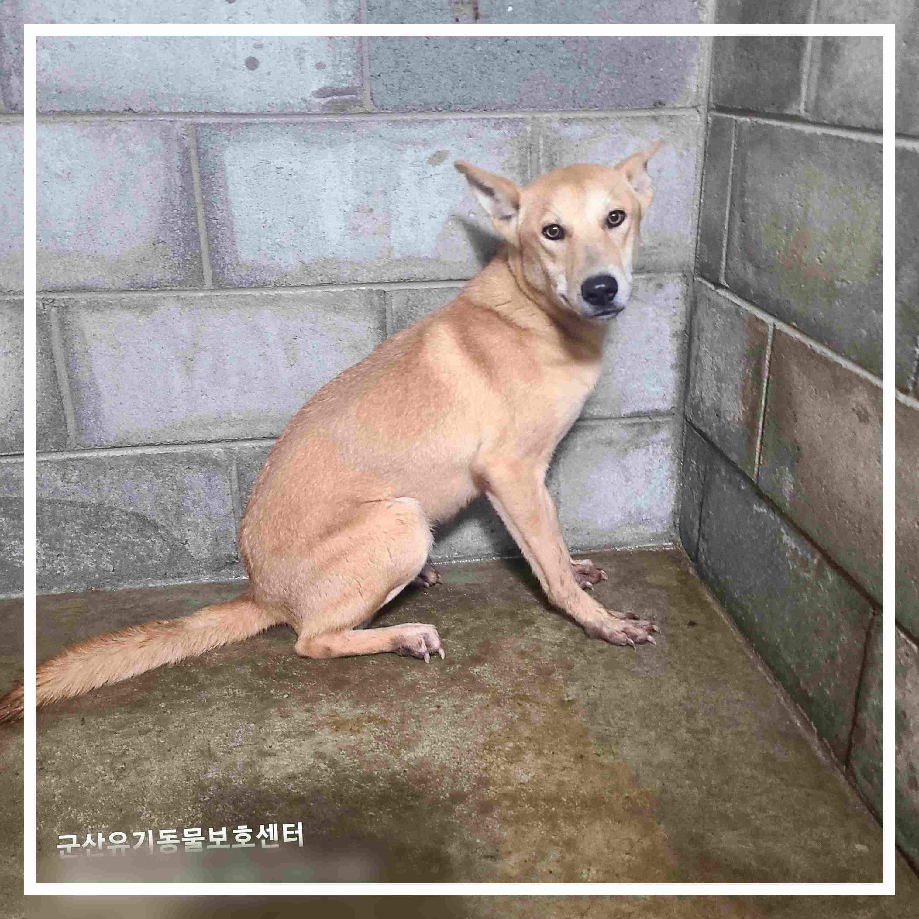 군산유기동물보호센터_445467202402047