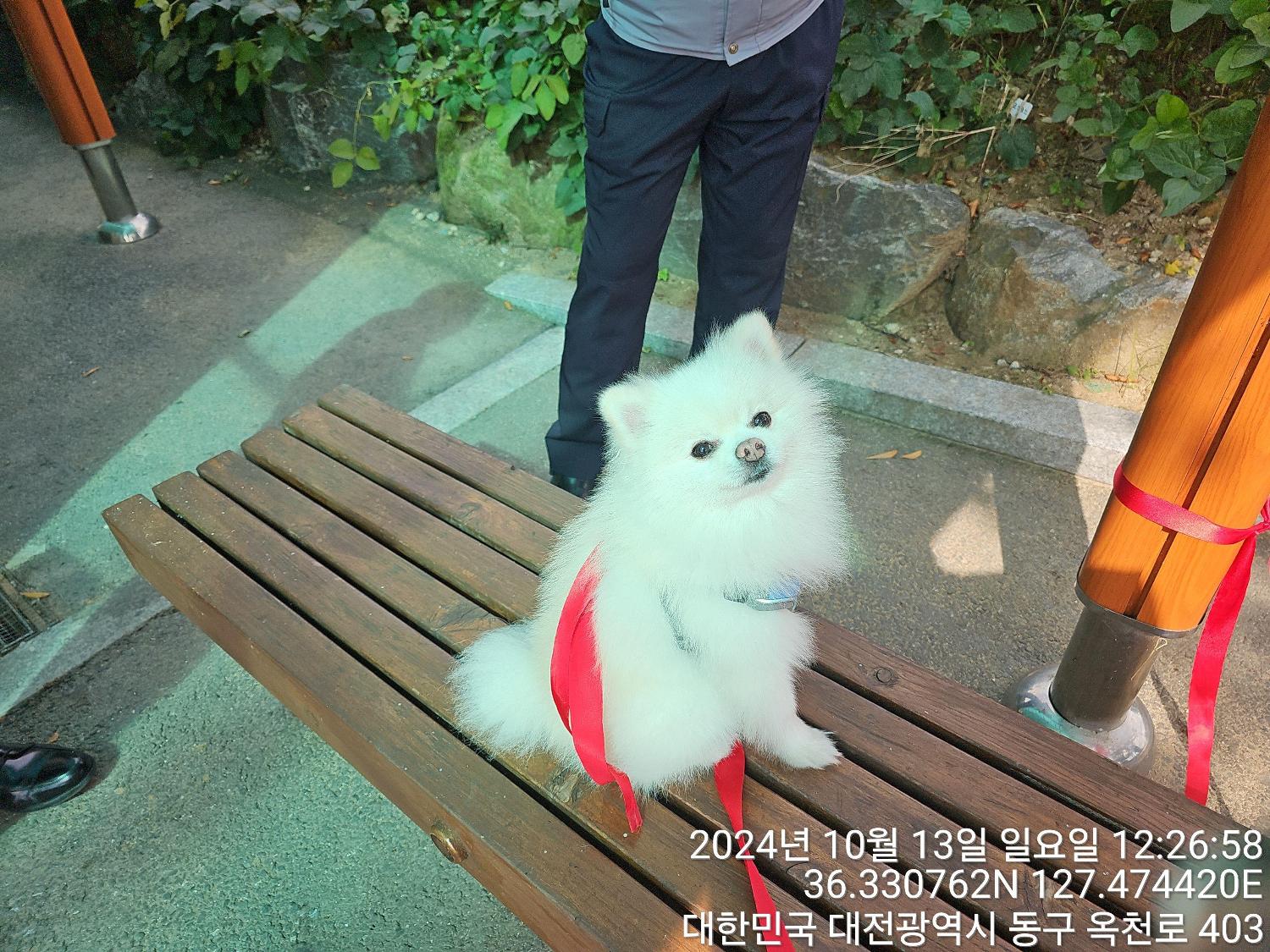 대전동물보호센터_430364202400770