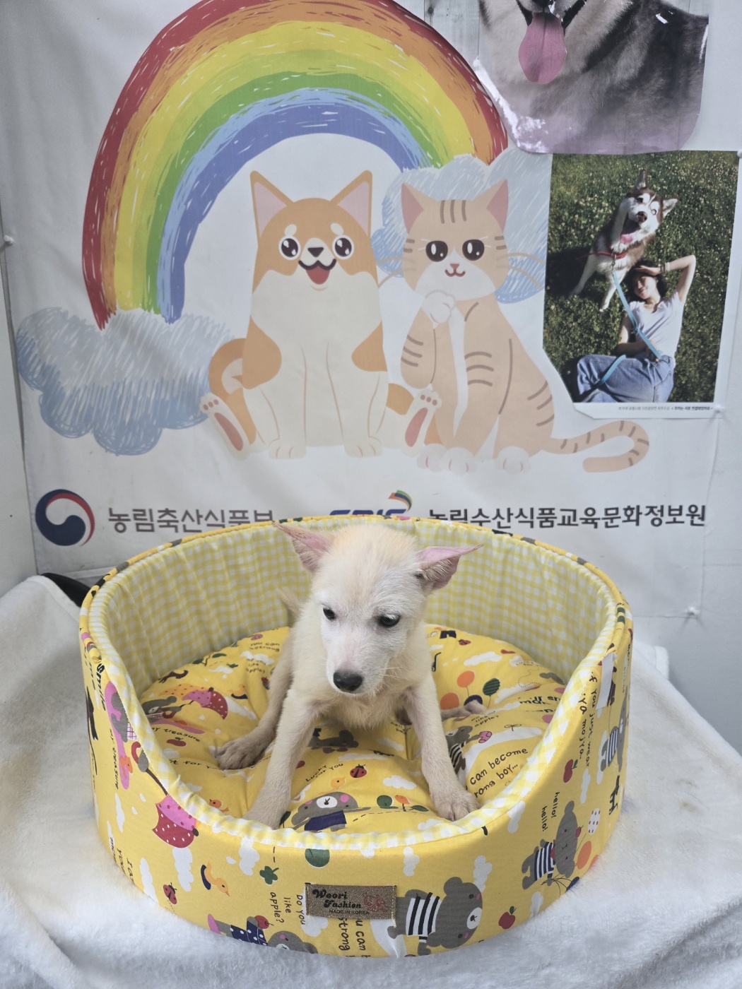 홍천군유기동물보호소_442425202400369