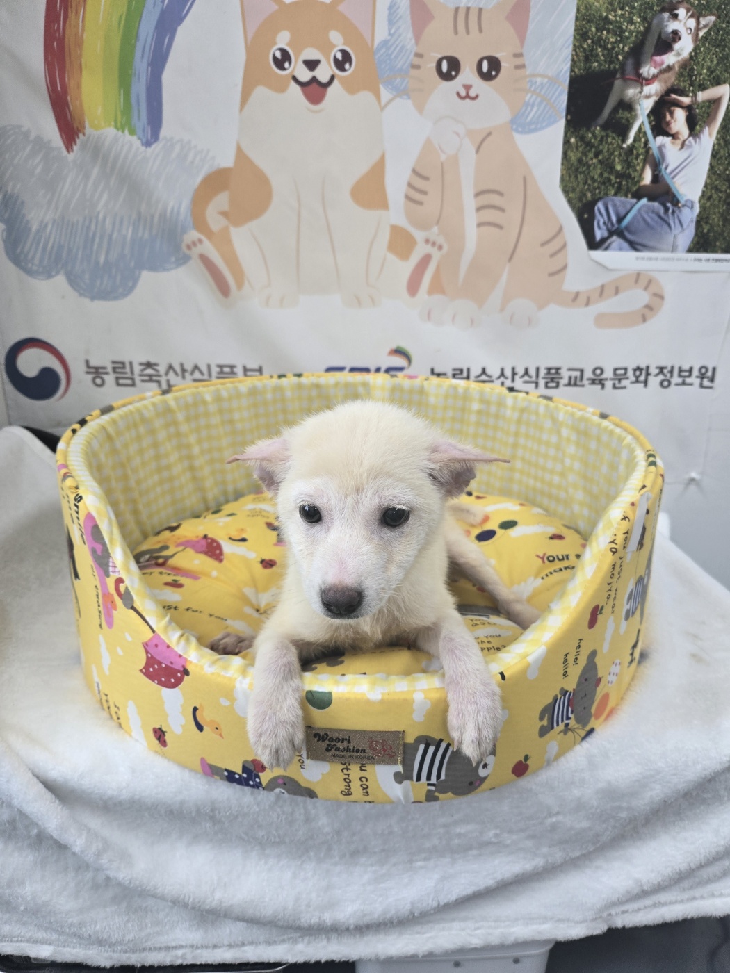 홍천군유기동물보호소_442425202400367
