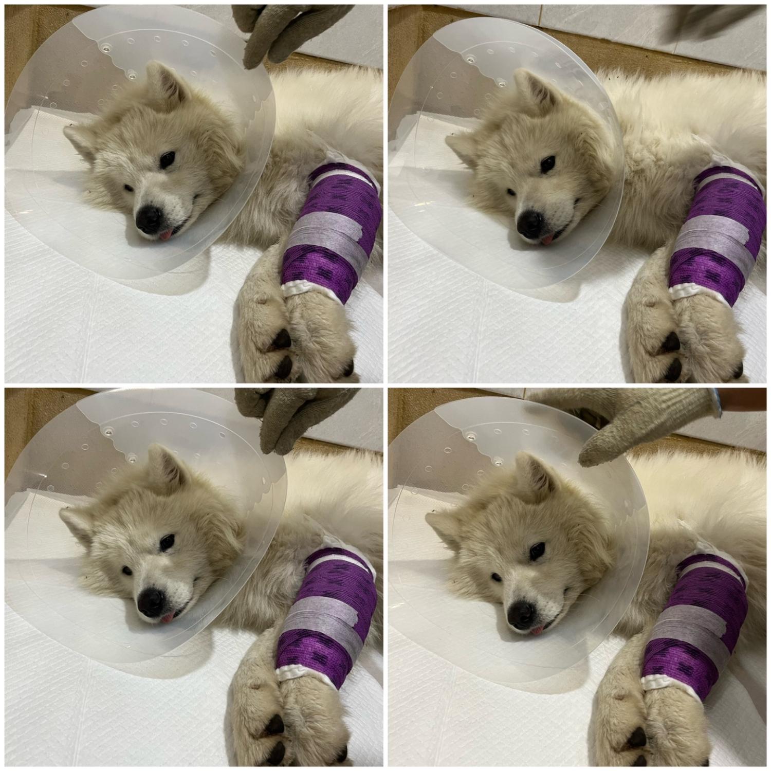 천안시 동물보호센터_444449202402069