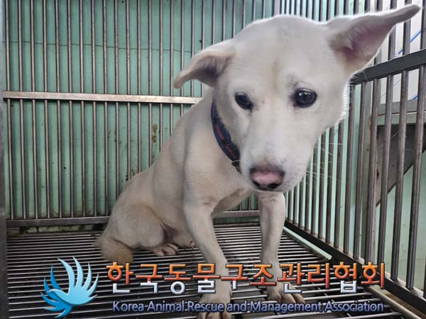 한국동물구조관리협회_441414202400794