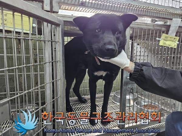한국동물구조관리협회_441560202401269