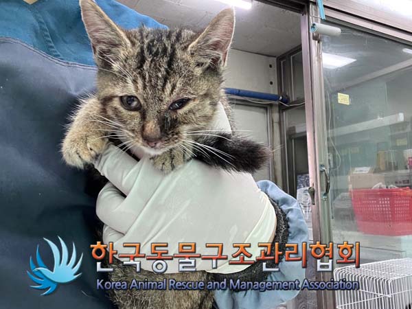 한국동물구조관리협회_441560202401271