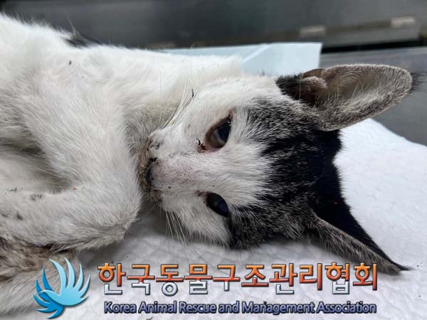 한국동물구조관리협회_411312202400886