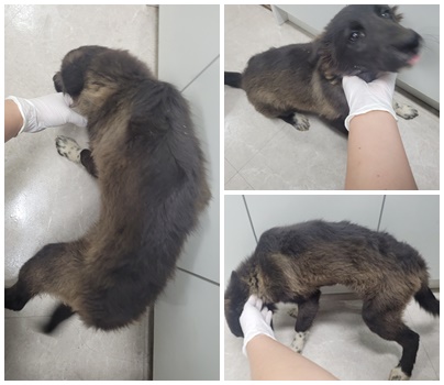 논산시 동물보호센터_444454202400978