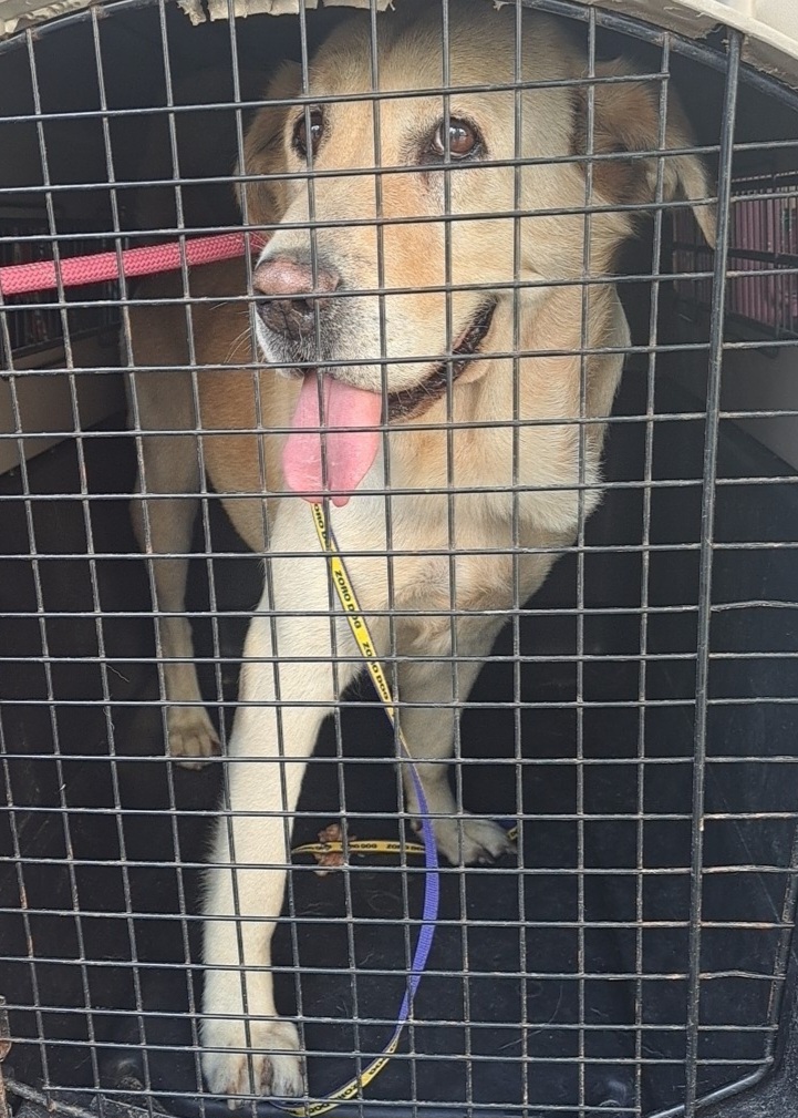 수원시 동물보호센터_441374202401360