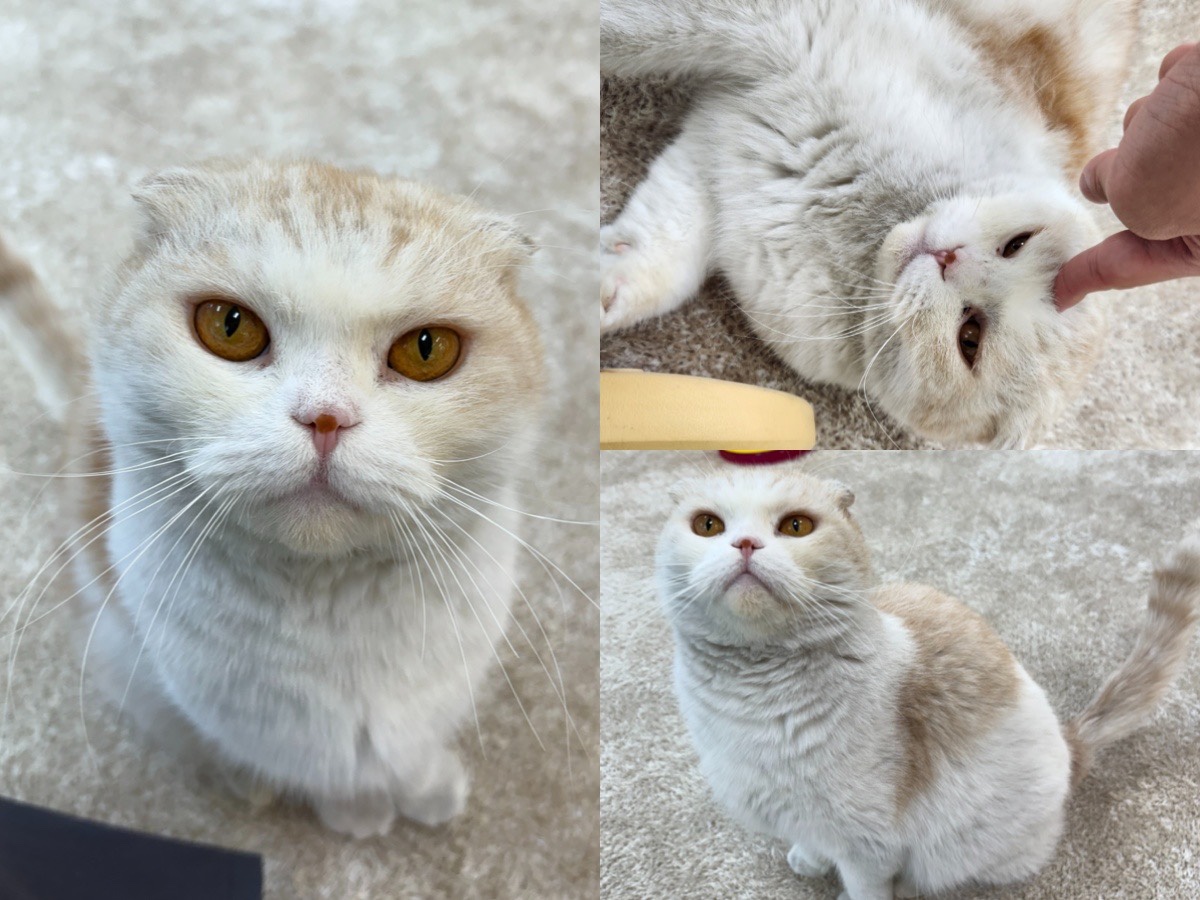 보호중 스코티시폴드…
