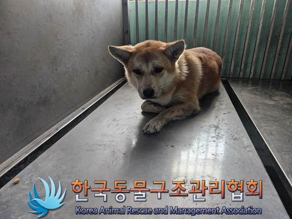 한국동물구조관리협회_441414202400792