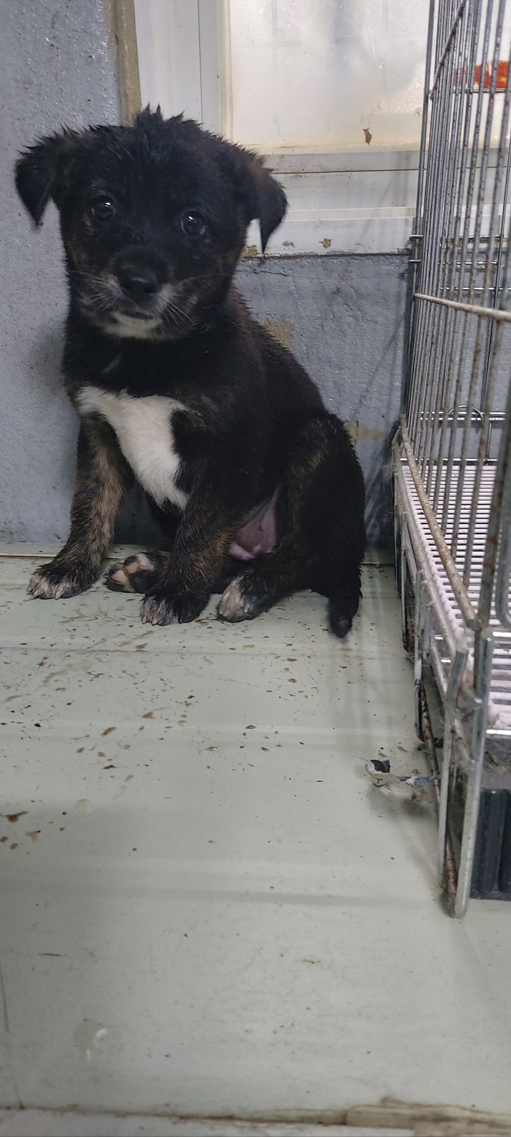 보령시유기동물보호소_444451202401159