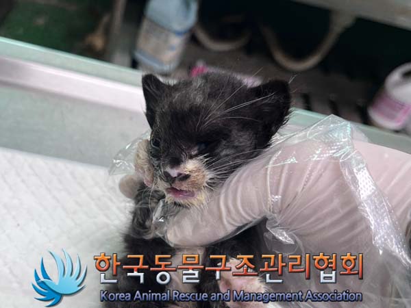 한국동물구조관리협회_441406202401740