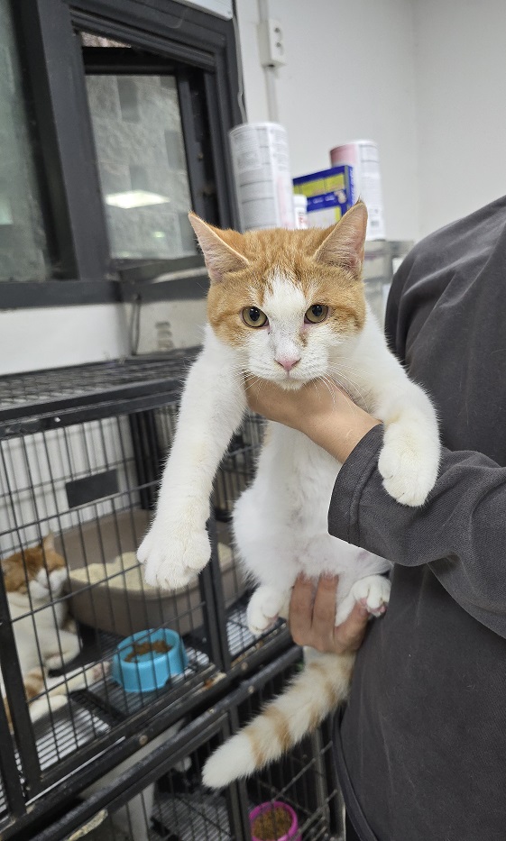 [고양이] 한국 고양이 충북-청주-2024-00533 유기동물 배경 이미지 입니다.