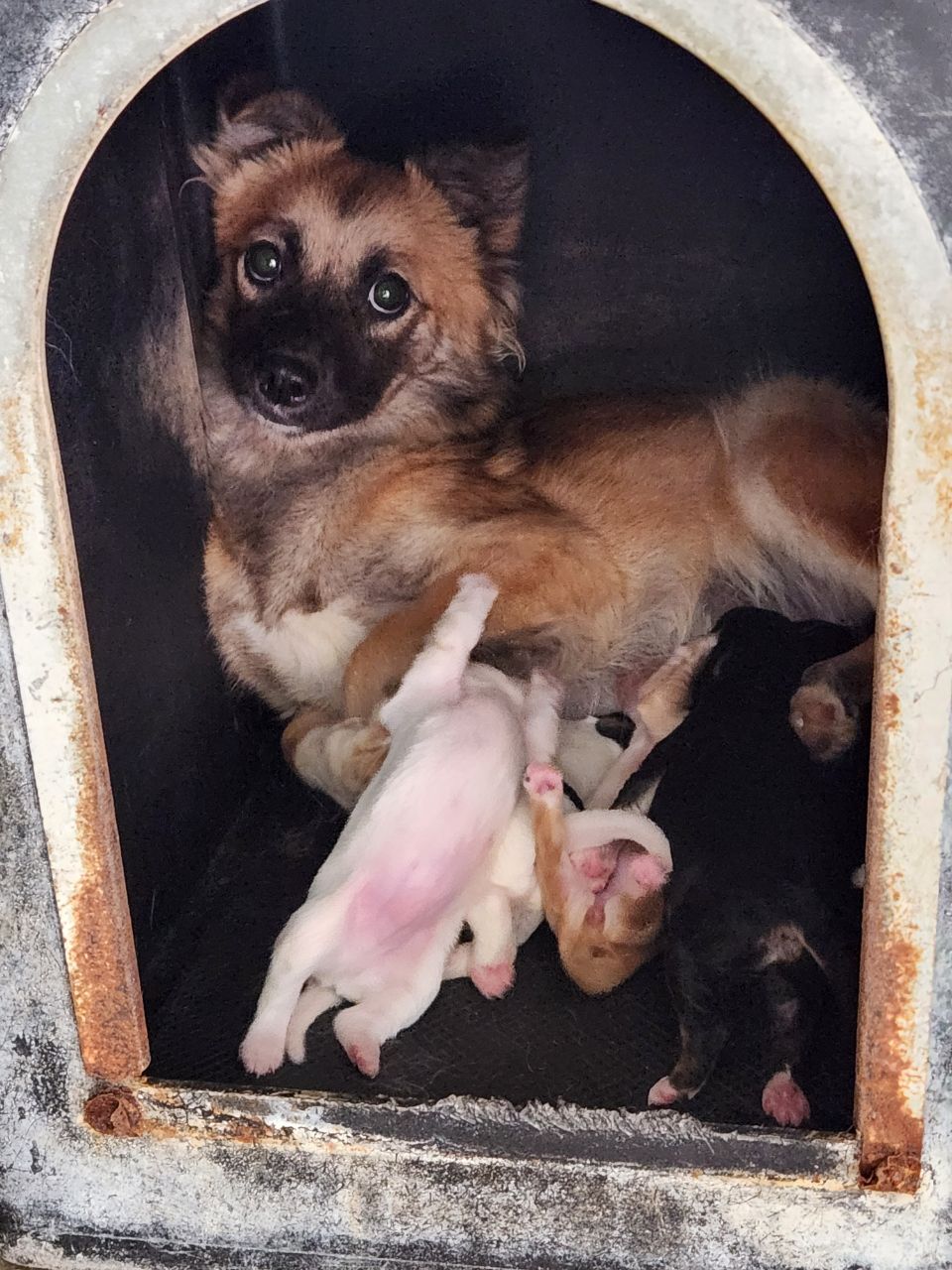 예천군유기동물보호소_447523202400533