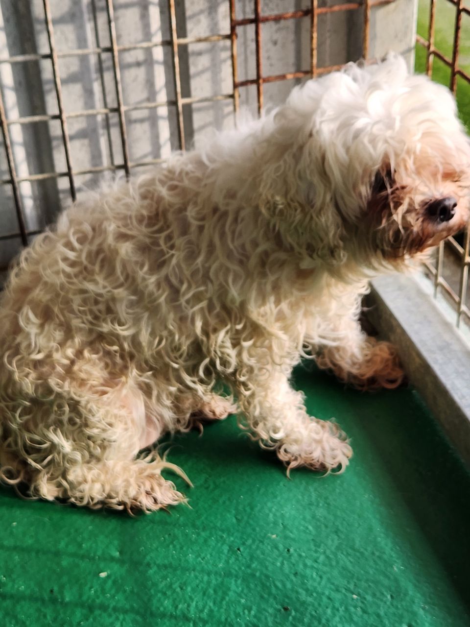 예천군유기동물보호소_447523202400534