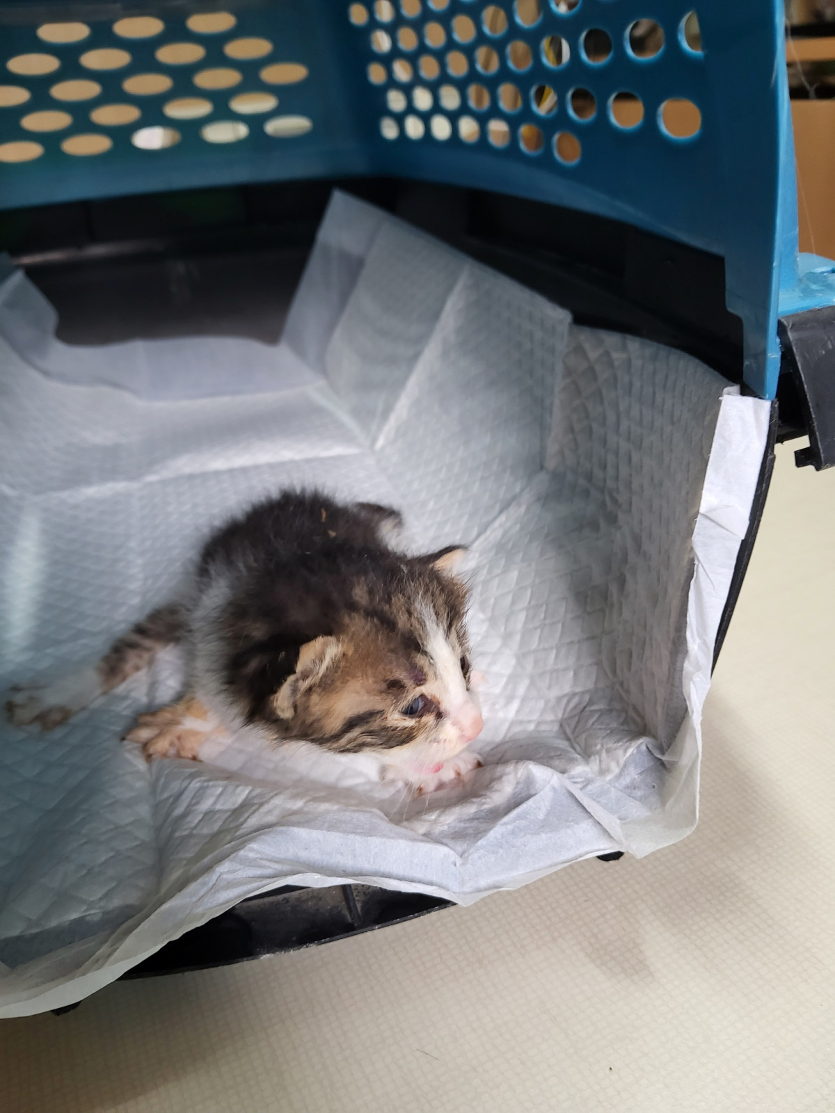 속초시유기동물보호소_442423202400457