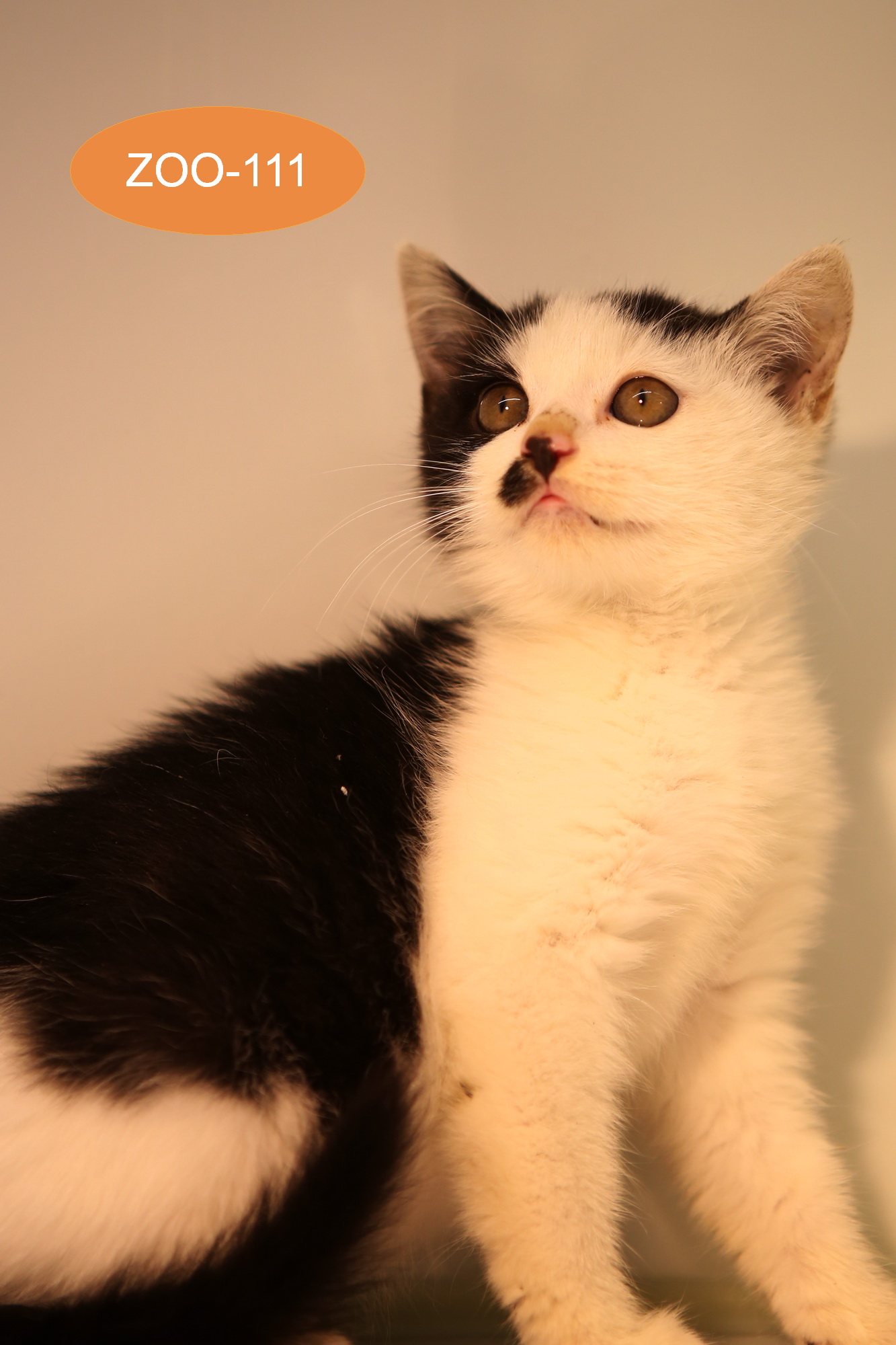 주동물병원_431370202400978