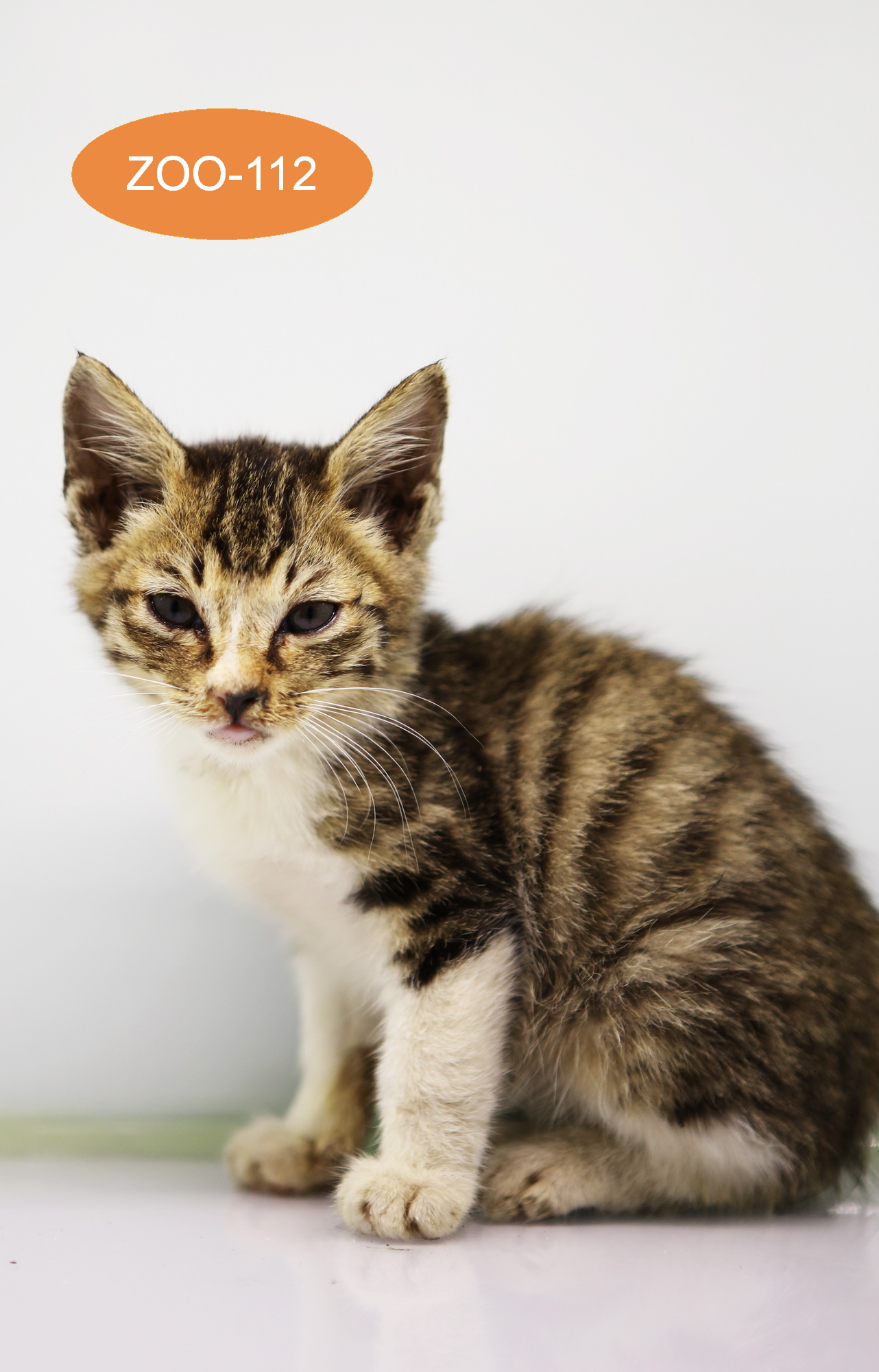 주동물병원_431370202400976