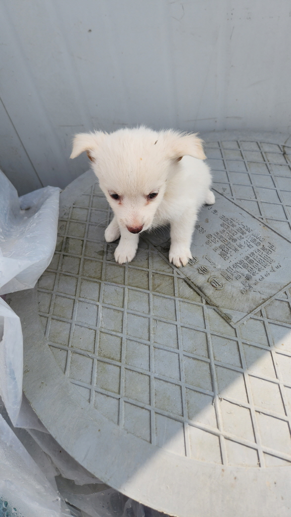 익산유기동물보호소_445468202402834