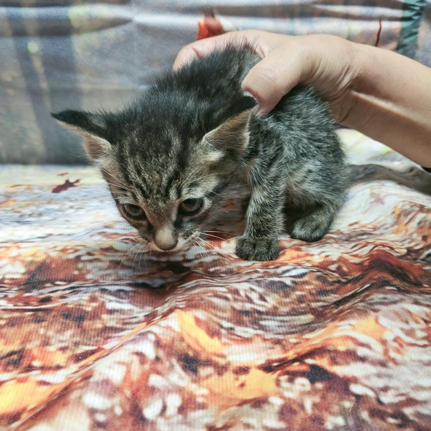 나주유기동물보호센터_446483202401602