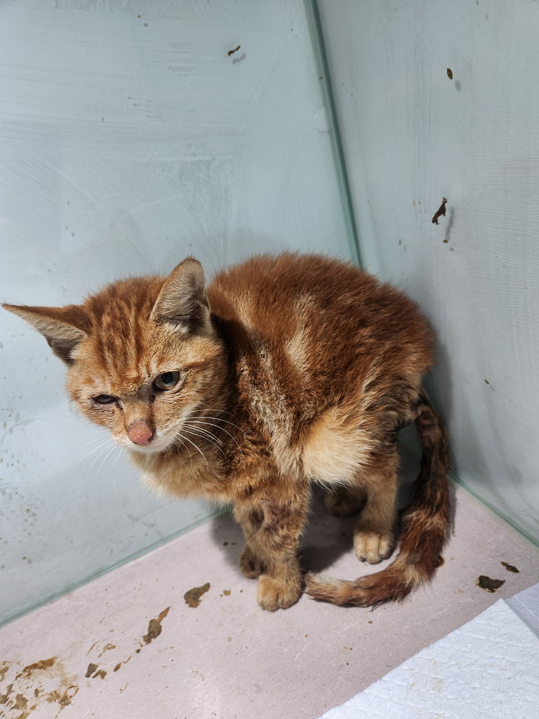 나주유기동물보호센터_446483202401601