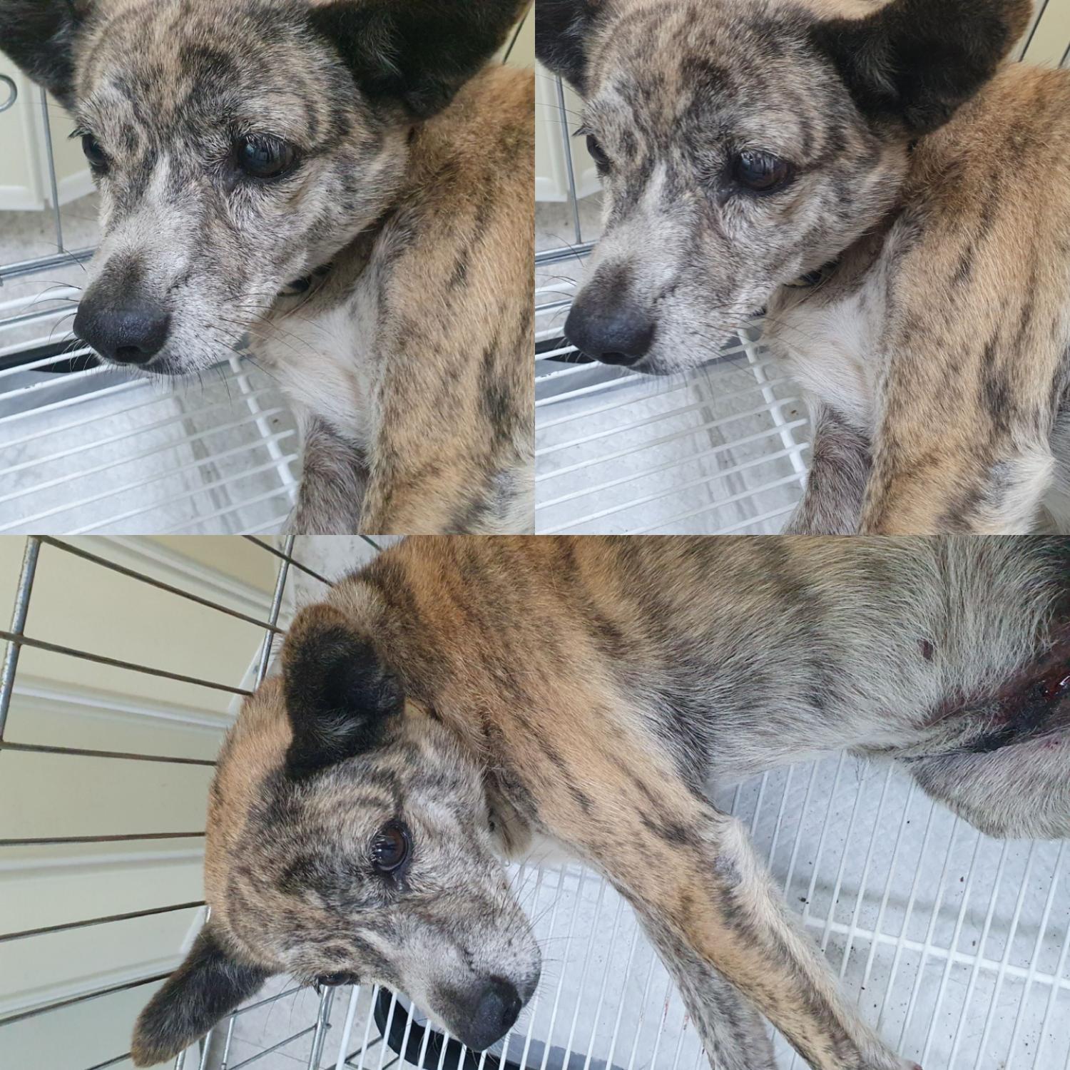 경주동물사랑보호센터_447505202401175