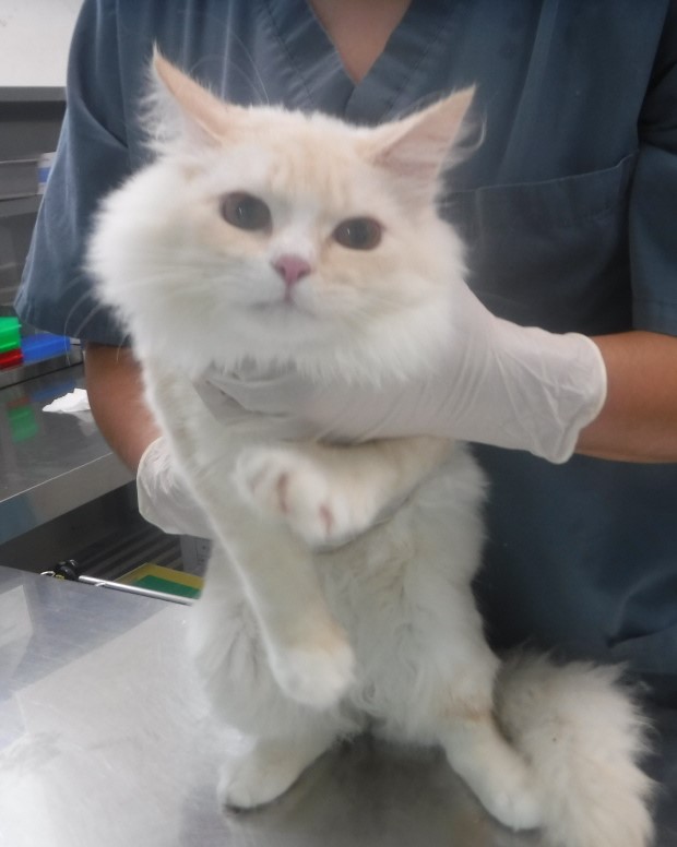 제주 동물보호센터_450650202403077
