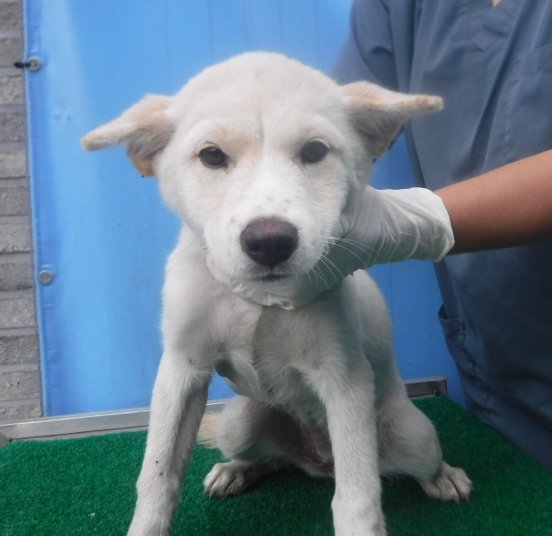 제주 동물보호센터_450650202403072