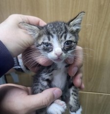 제주 동물보호센터_450650202403080