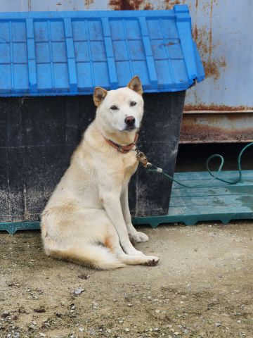 충주시동물보호센터_443439202400672
